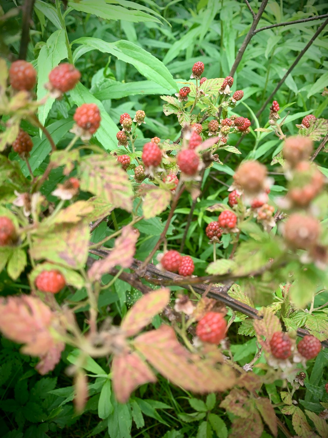 Wild berries ripening in clusters on the bramble