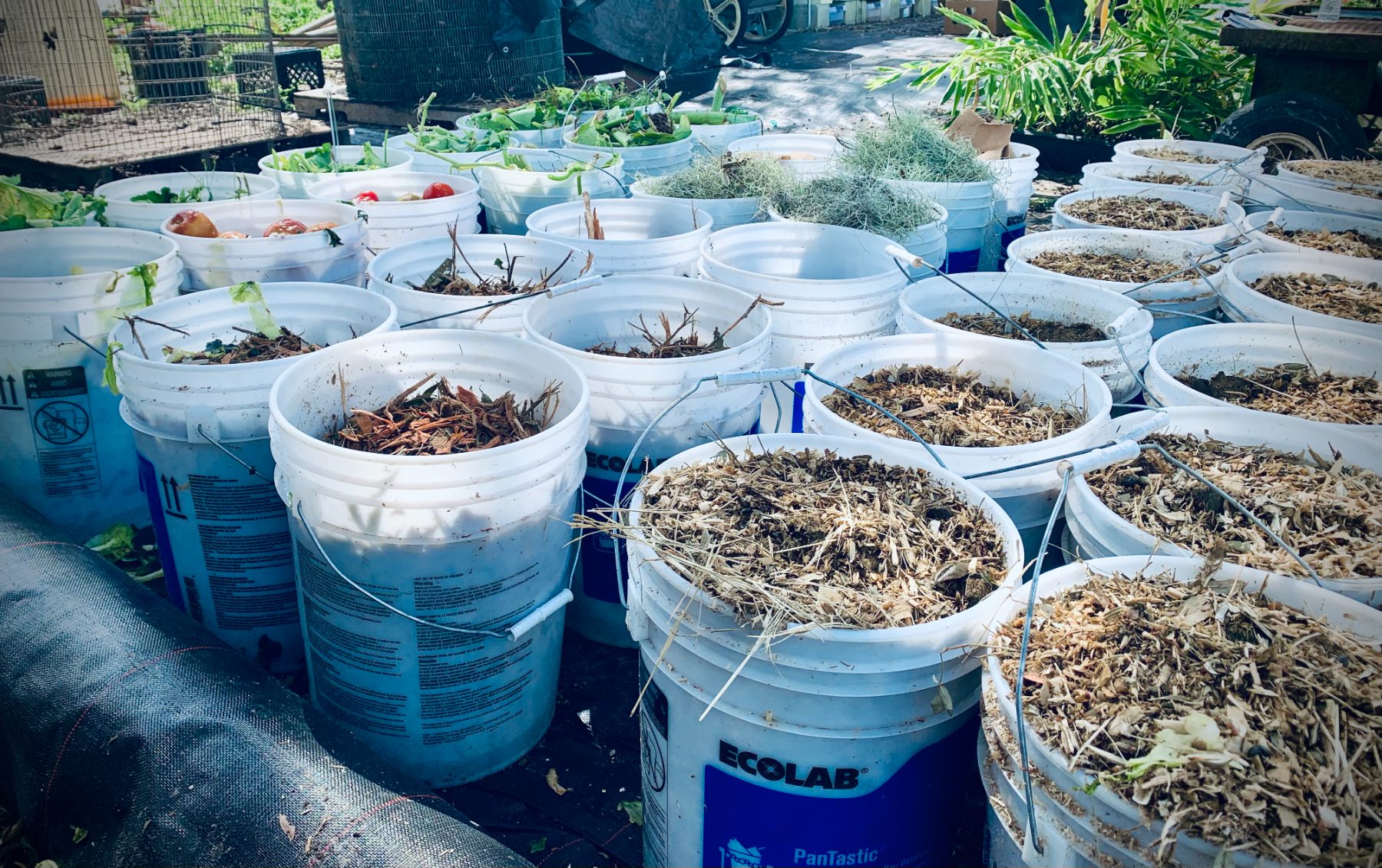 A nursery of growing containers