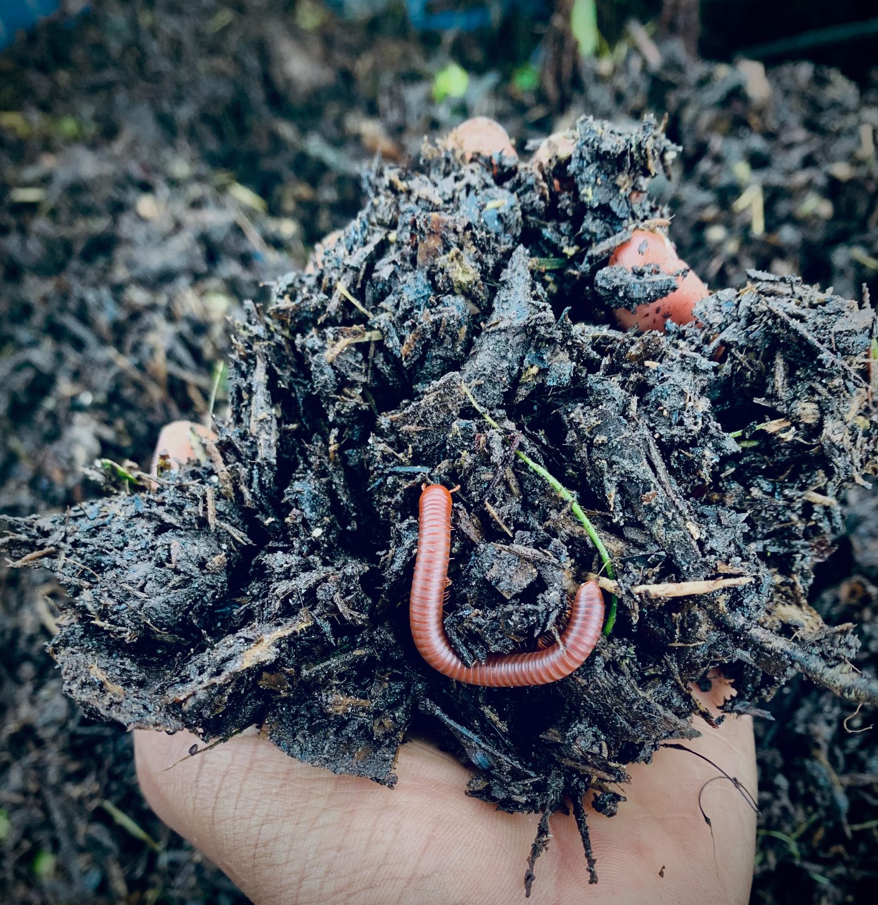 Finished compost alive with soil engineers