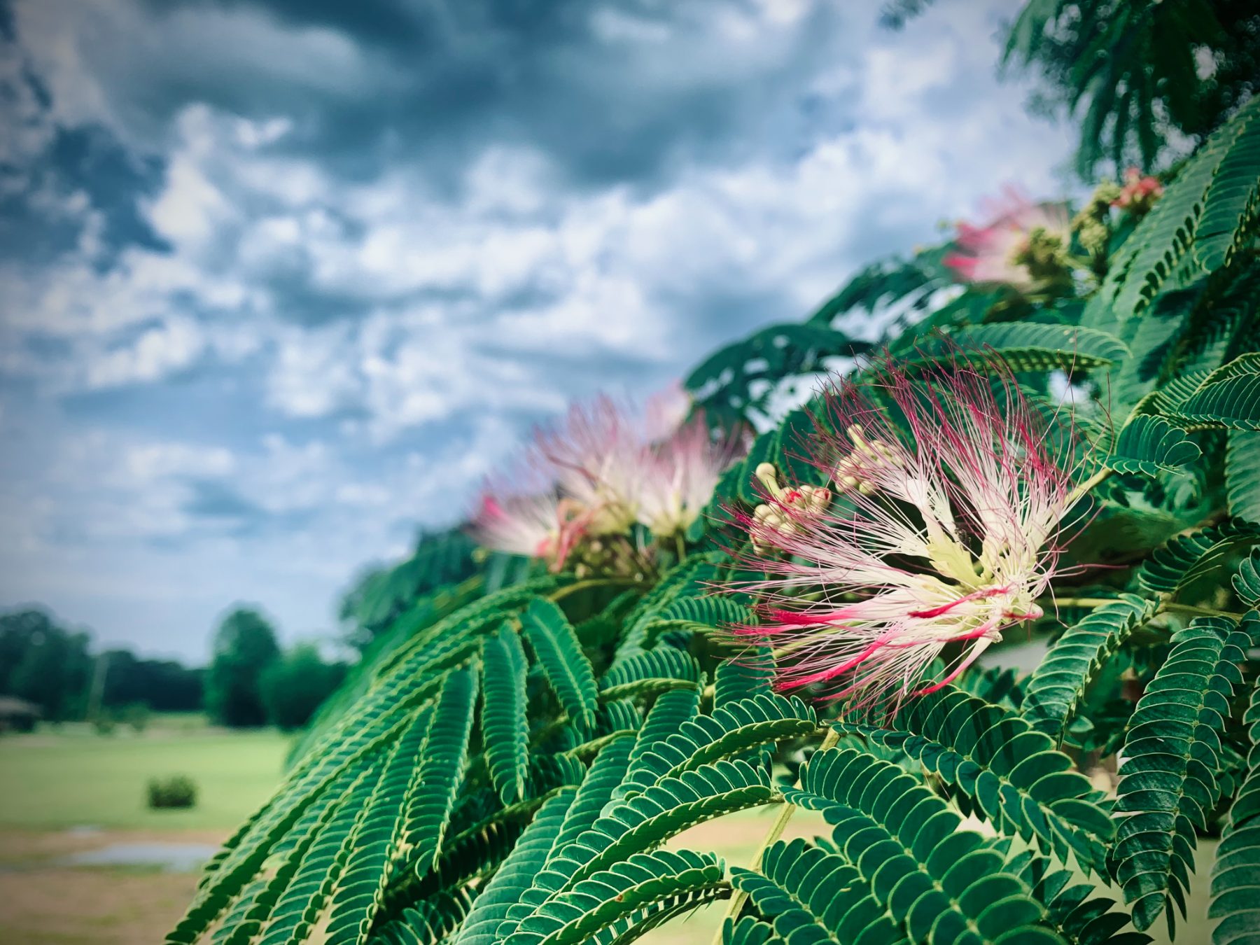 A silk tree in pink bloom
