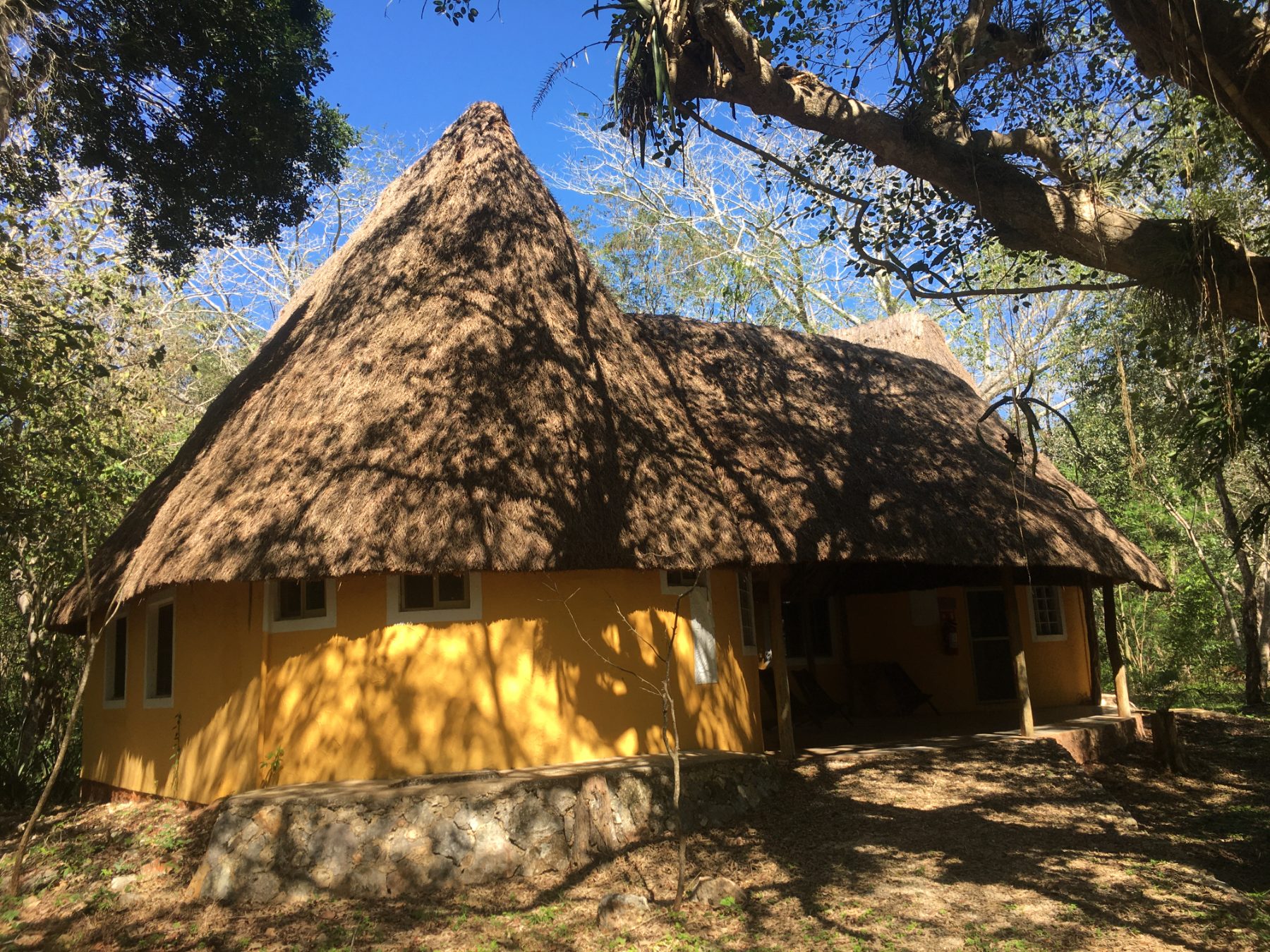 A traditional thatched-roof dwelling in dappled jungle light
