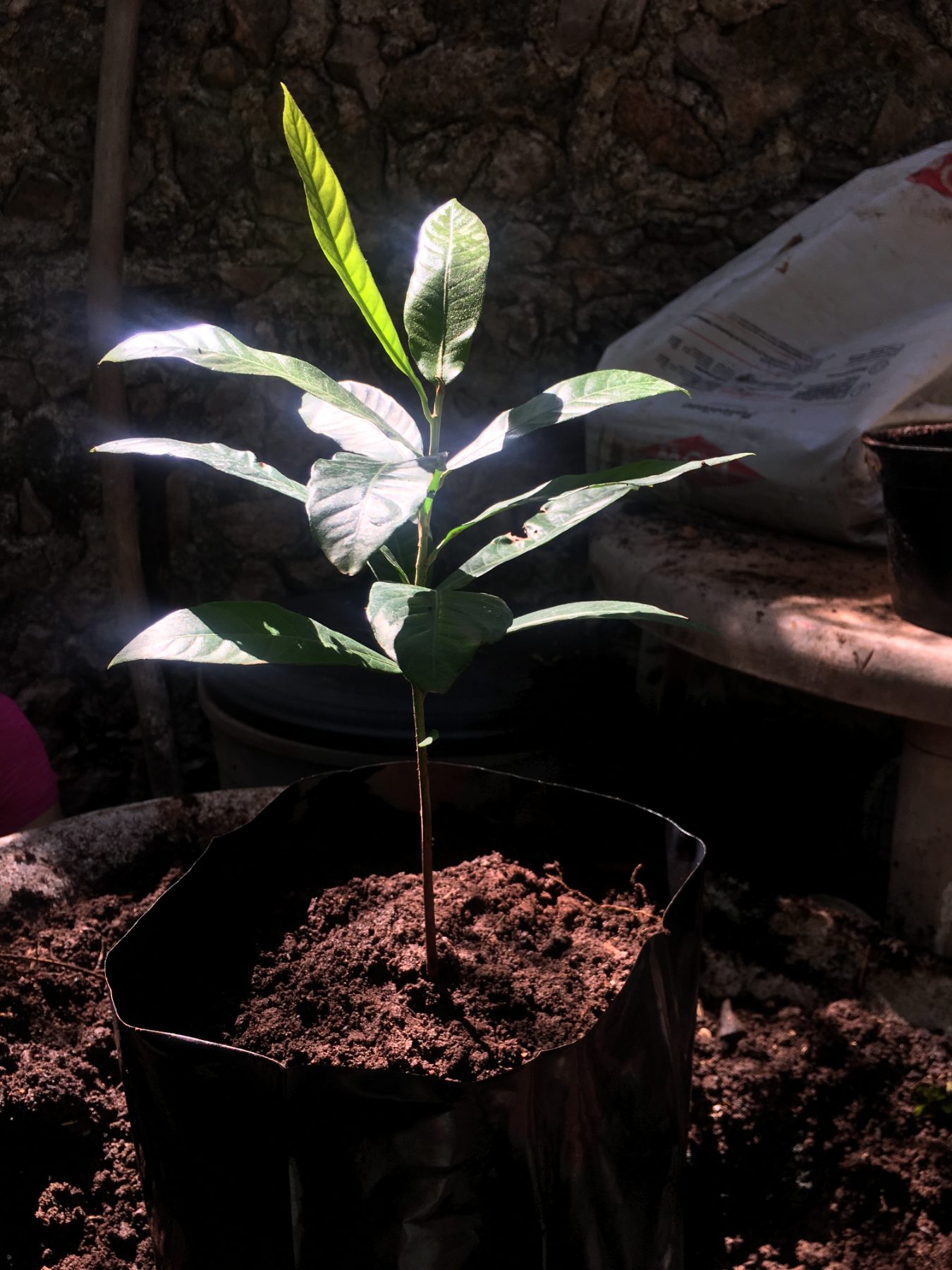 A seedling reaching toward the light