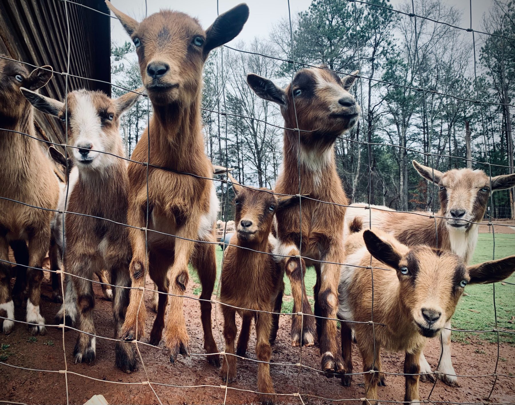 A single eye of the land's animal system