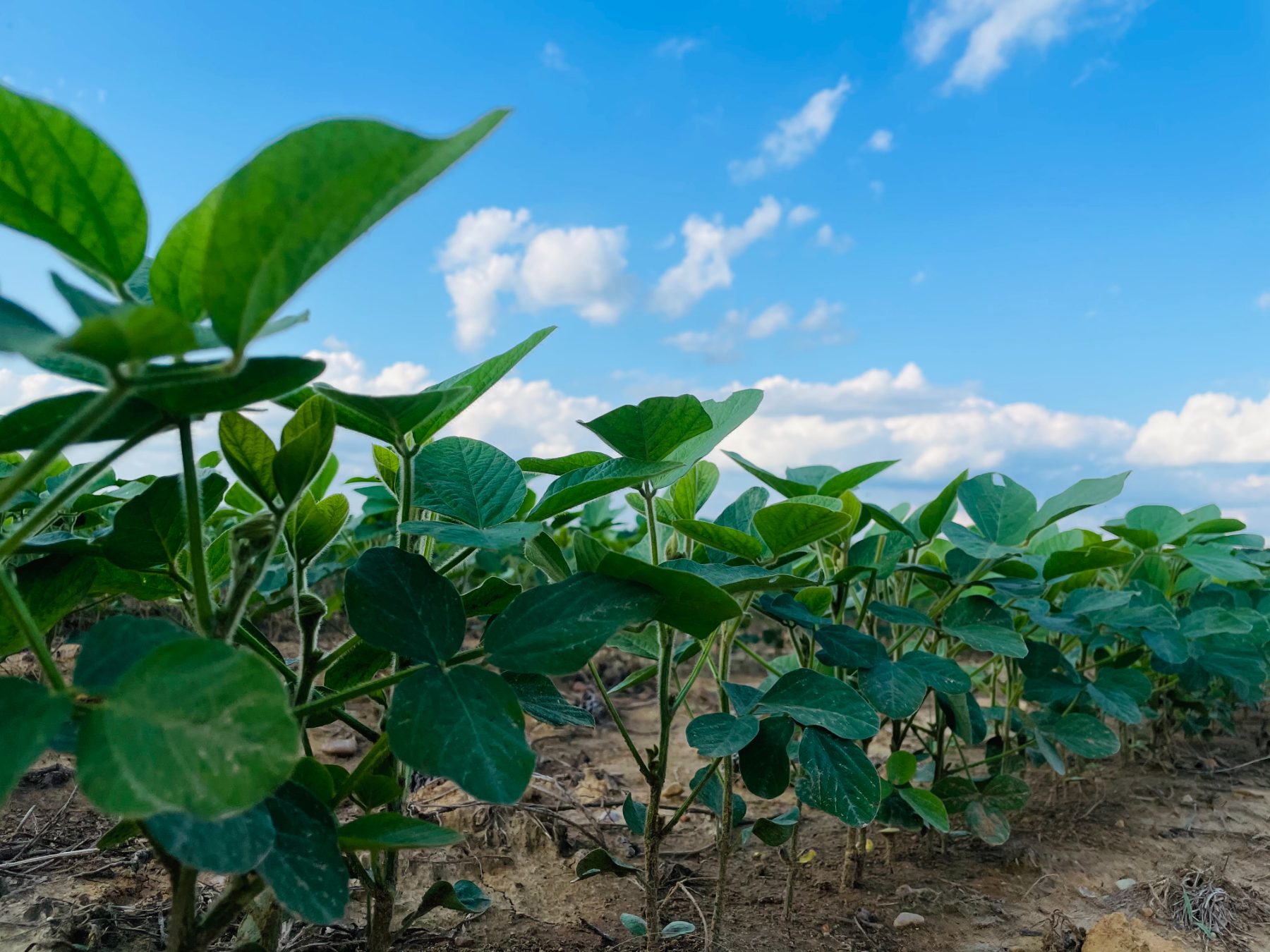 Rows of crops reaching toward open sky